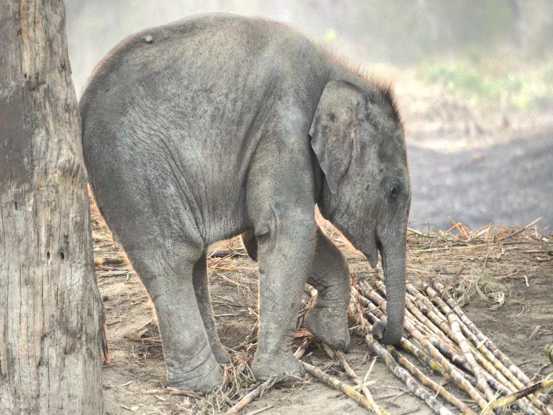 Elephant Breeding Center, Chitwan, Nepal