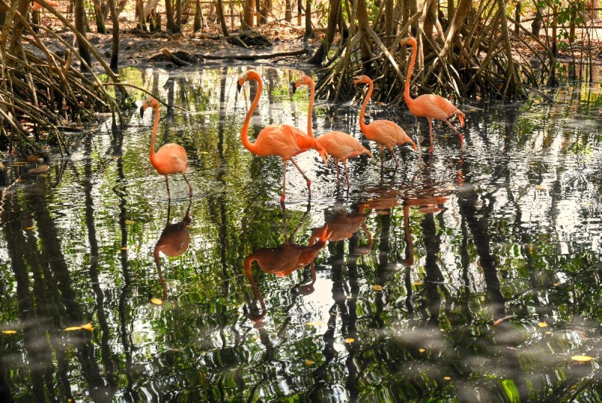 Aviario Nacional de Colombia
