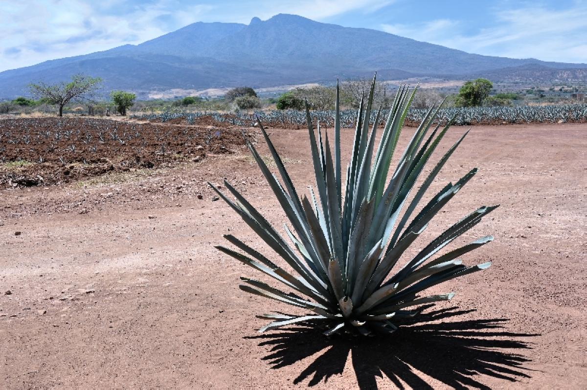 Tequila, Jalisco, Mexico