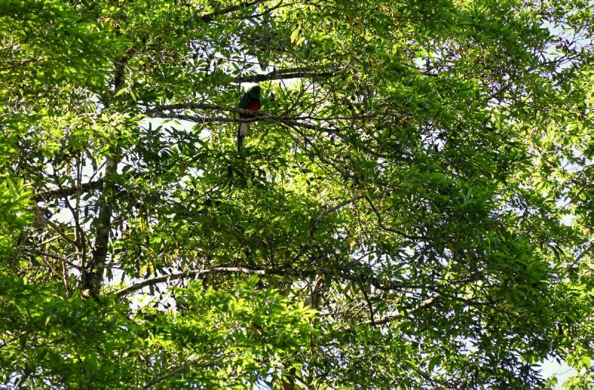 Birdwatching, Santiago Atitlan, Guatemala