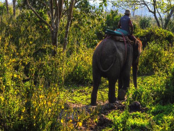 Elephant Ride