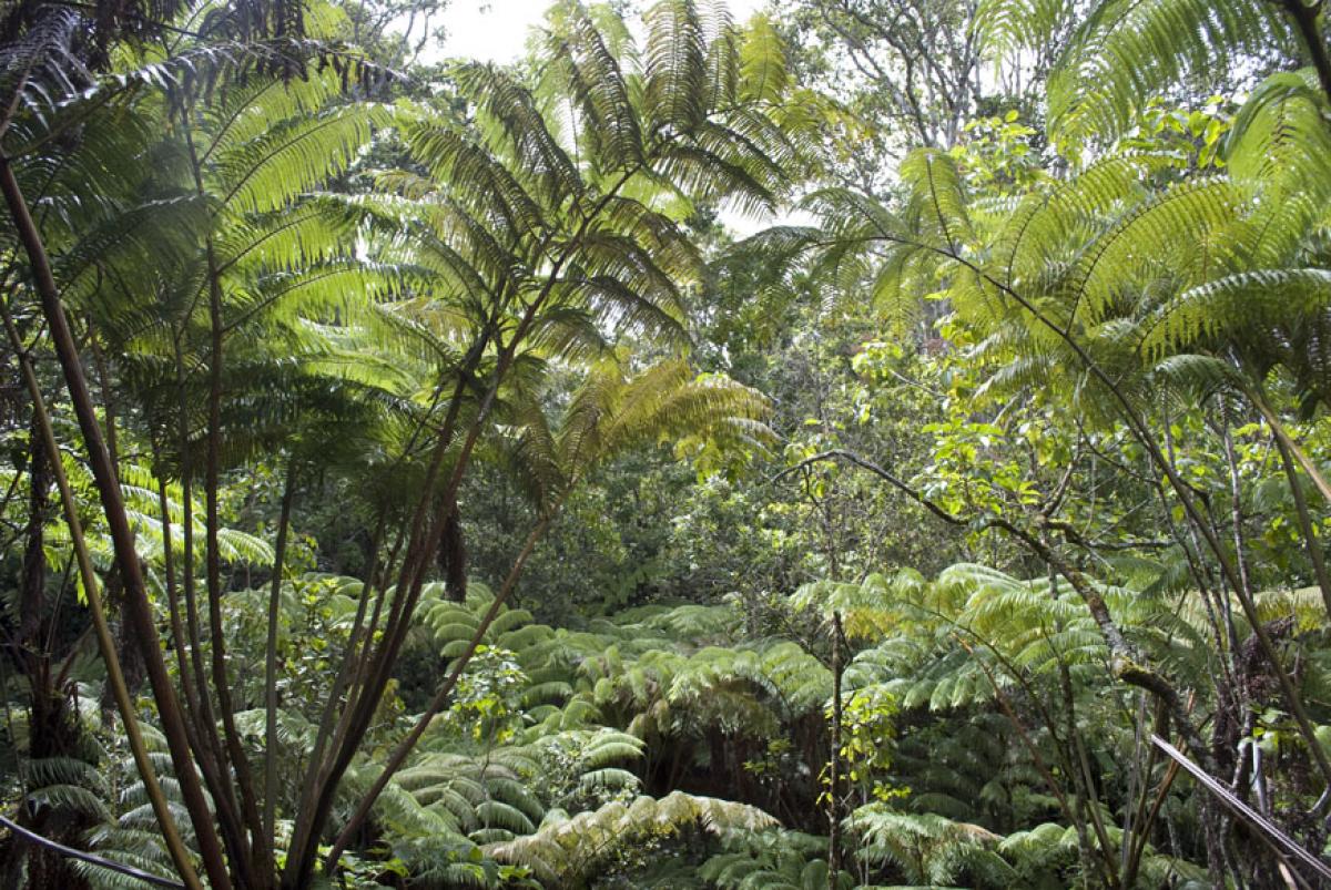 Tropical Plant Surveys, Big Island, Hawaii